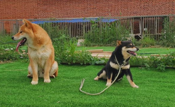 公狗滴血原因 公狗滴血原因