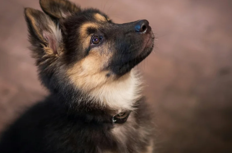 幼犬換牙護理 幼犬換牙護理