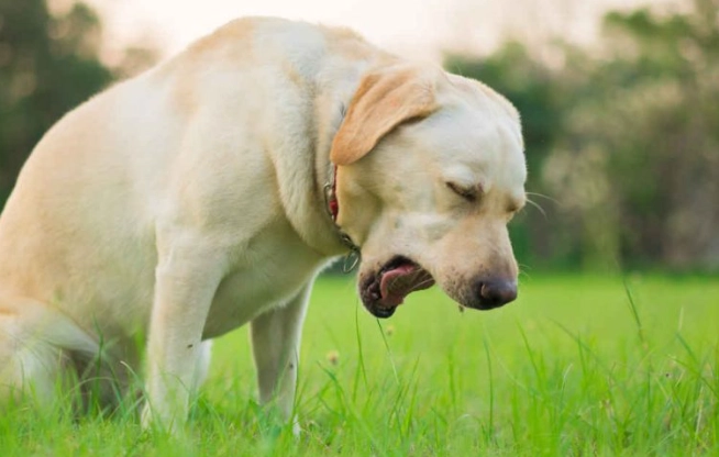 支氣管發炎症狀