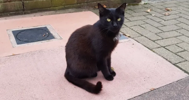 貓咪牙周病症狀