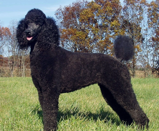 貴賓狗口腔護理