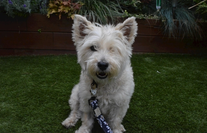 狗狗魚腥味原因