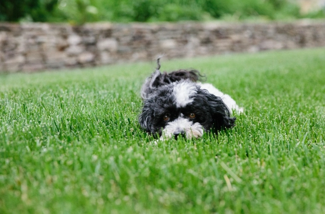 狗繞圈行為 狗繞圈行為