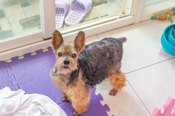 狗狗腎衰竭治療 狗狗腎衰竭治療