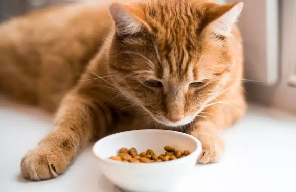 貓拔牙後不吃飯