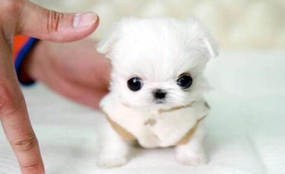 茶杯犬購買指南