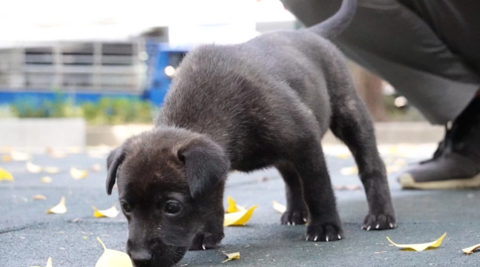 母狗發情時間 母狗發情時間