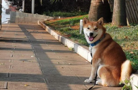 公狗滴血原因 公狗滴血原因