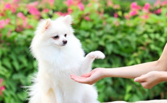 狗口臭治療 狗口臭治療