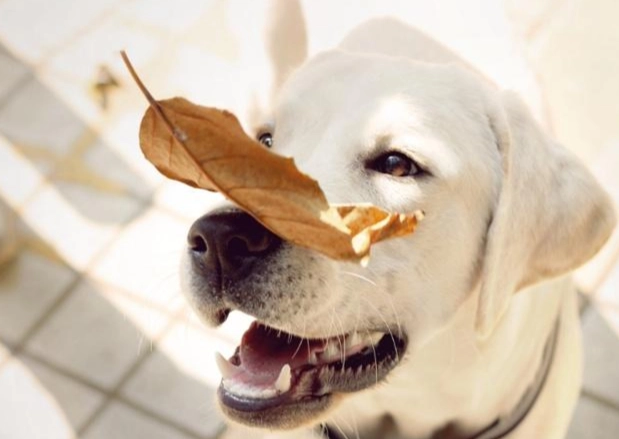 公狗發情行為管理 公狗發情行為管理