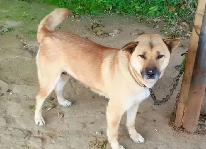 狗狗交配後症狀 狗狗交配後症狀