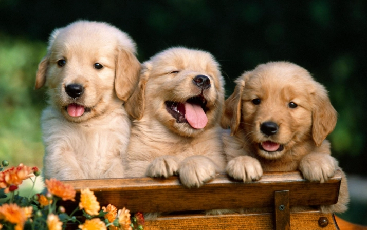 狗狗月經症狀護理