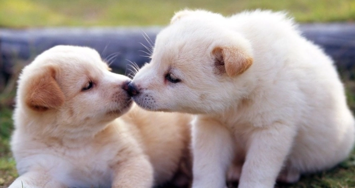 狗狗牙齦增生症狀 狗狗牙齦增生症狀