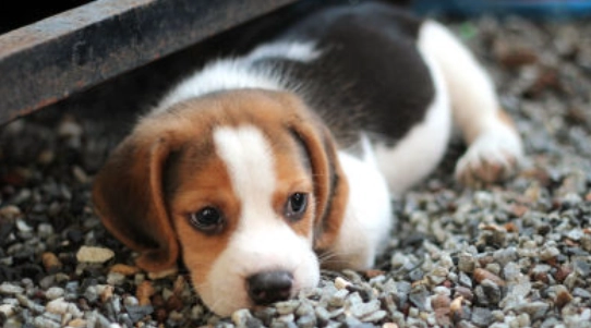 狗狗換牙時間 狗狗換牙時間