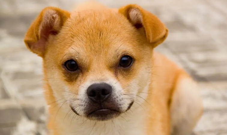 寵物拔牙術後護理 寵物拔牙術後護理