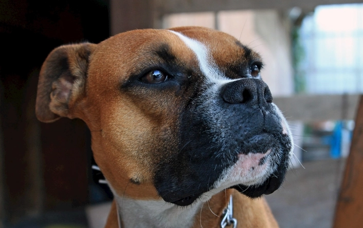 狗狗拔牙後護理