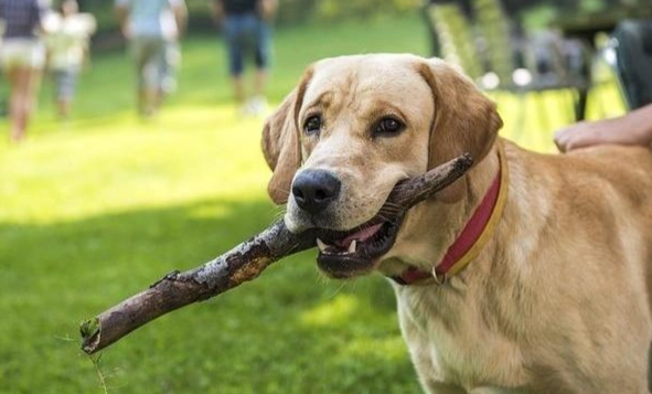 公狗發情照顧 公狗發情照顧