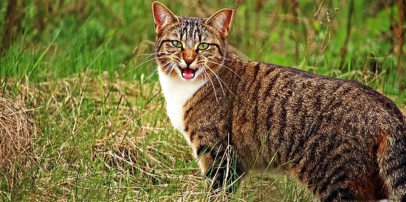 貓咪牙周病症狀