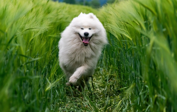 老狗認知功能障礙