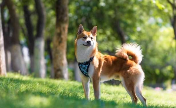 公柴犬發情期行為