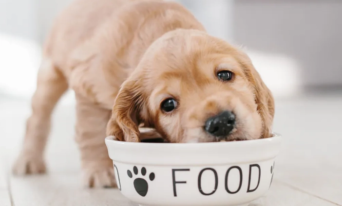 幼犬發情照顧 幼犬發情照顧