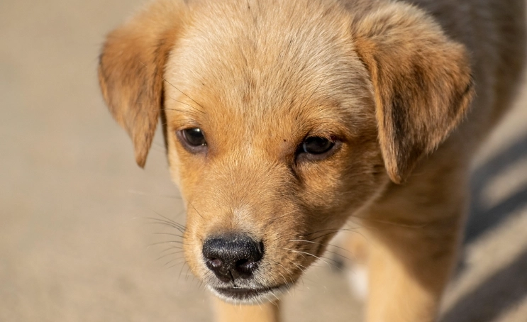 幼犬牙齒鬆動 幼犬牙齒鬆動