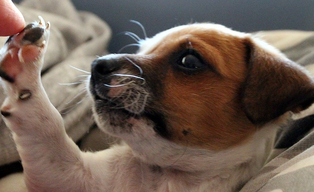 狗狗繁殖注意事項 狗狗繁殖注意事項