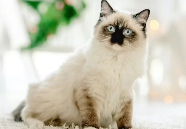 貓咪牙齦變黑原因