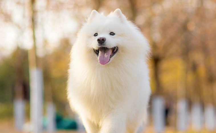 狗狗吐咖啡色原因 狗狗吐咖啡色原因