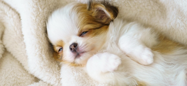 幼犬牙齒護理 幼犬牙齒護理