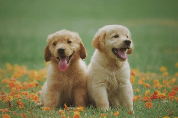 牙結石清除方法