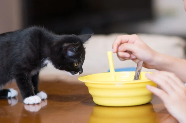 貓咪牙齒治療價格 貓咪牙齒治療價格