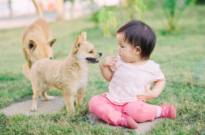 狗牙齦發炎症狀