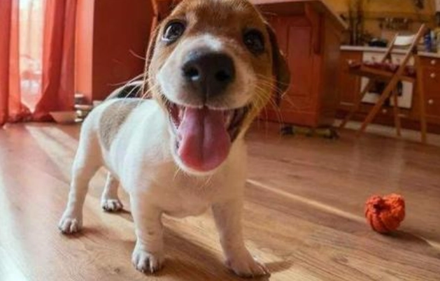 狗颜面神经失调