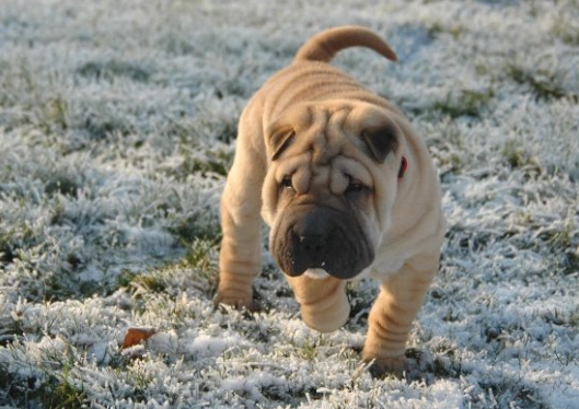 狗狗乳牙脱落怎麼辦 狗狗乳牙脱落怎麼辦