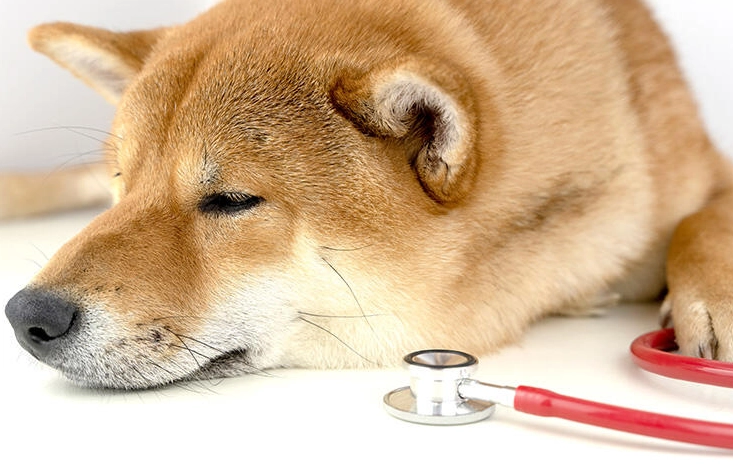 柴犬換牙時間 柴犬換牙時間