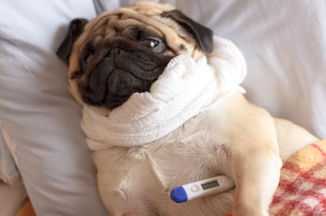 臘腸犬癱瘓 臘腸犬癱瘓