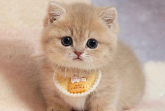 貓咪牙周病症狀