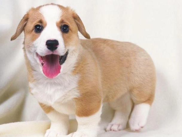 狗狗咖啡色嘔吐處理 狗狗咖啡色嘔吐處理