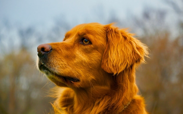 狗吃雞頭安全嗎 狗吃雞頭安全嗎