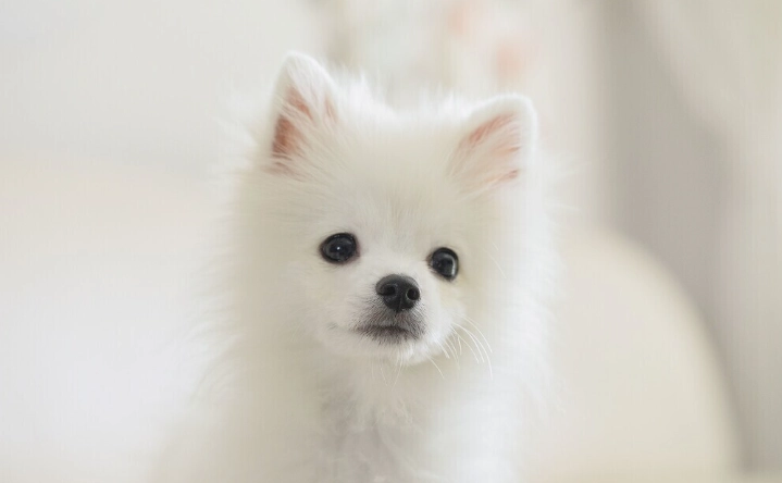 狗狗口腔護理 狗狗口腔護理