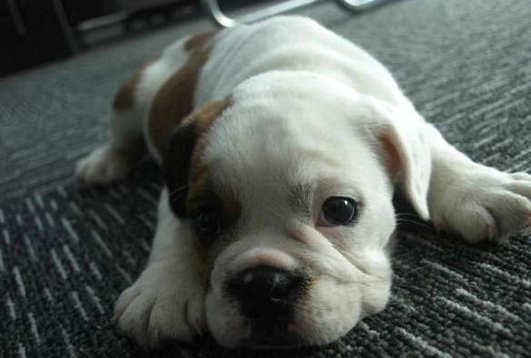 法鬥牙齒清潔 法鬥牙齒清潔