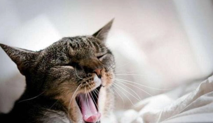 貓牙科手術恢復