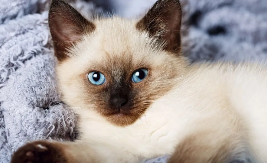 流浪貓皮膚病治療