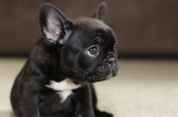 法鬥牙齒清潔 法鬥牙齒清潔