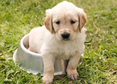 狗狗生理期顏色