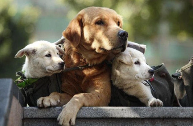 寵物牙刷筆比較