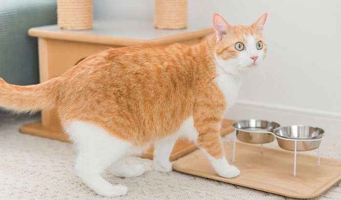 貓牙齒黑點原因