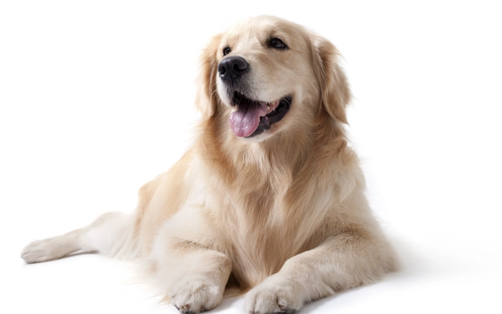 狗狗潔牙水評價