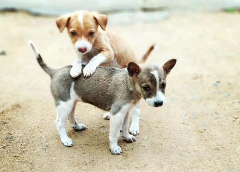 幼犬換牙拔牙 幼犬換牙拔牙